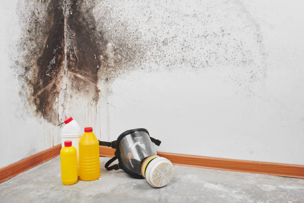 Best Post-Flood Mold Remediation in Haledon, NJ