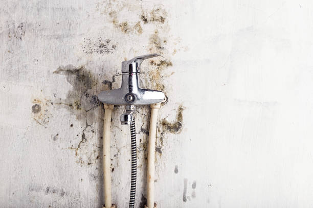 Best Preventive Mold Services in Haledon, NJ