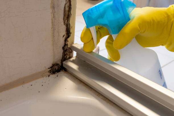 Best Emergency Mold Remediation in Haledon, NJ