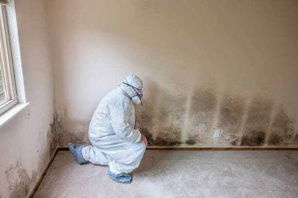 Best Basement Mold Remediation in Haledon, NJ