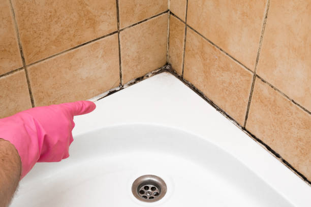 Best Bathroom Mold Remediation in Haledon, NJ